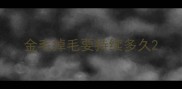 金毛掉毛要持续多久