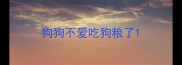 狗狗不爱吃狗粮了