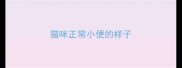 猫咪正常小便的样子