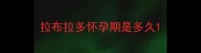 拉布拉多怀孕期是多久