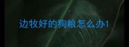 边牧好的狗粮怎么办