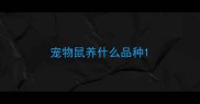 宠物鼠养什么品种