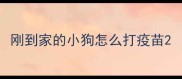 刚到家的小狗怎么打疫苗