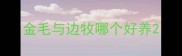 金毛与边牧哪个好养