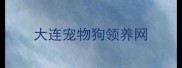 大连宠物狗领养网