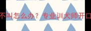 比特犬8个月不叫怎么办专业训犬师开口训练全攻略