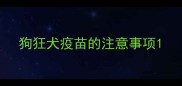狗狂犬疫苗的注意事项