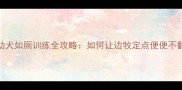 边牧幼犬如厕训练全攻略如何让边牧定点便便不翻车