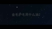 金毛护毛用什么油