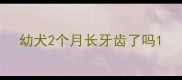 幼犬2个月长牙齿了吗