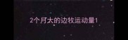 2个月大的边牧运动量