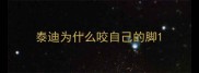泰迪为什么咬自己的脚
