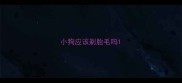小狗应该剃胎毛吗