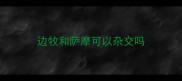 边牧和萨摩可以杂交吗