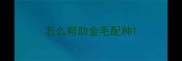 怎么帮助金毛配种