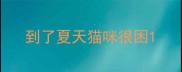 到了夏天猫咪很困