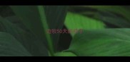 边牧50天的样子