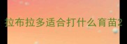 拉布拉多适合打什么育苗