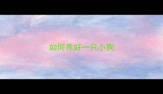 如何养好一只小狗
