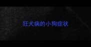 狂犬病的小狗症状