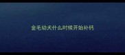 金毛幼犬什么时候开始补钙
