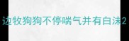 边牧狗狗不停喘气并有白沫