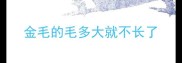 金毛的毛多大就不长了