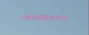 小狗拉尿颜色发红