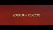 盐城哪里可以买宠物