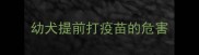 幼犬提前打疫苗的危害