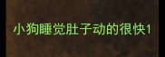 小狗睡觉肚子动的很快