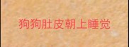 狗狗肚皮朝上睡觉
