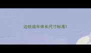边牧成年体长尺寸标准