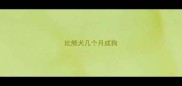 比熊犬几个月成狗