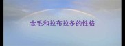 金毛和拉布拉多的性格
