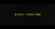 金毛幼犬一次喂多少狗粮