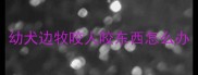 幼犬边牧咬人咬东西怎么办
