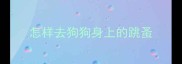 怎样去狗狗身上的跳蚤
