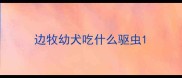 边牧幼犬吃什么驱虫