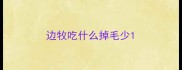 边牧吃什么掉毛少