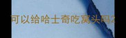 可以给哈士奇吃窝头吗