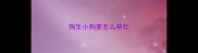 狗生小狗要怎么帮忙