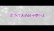 两个月大的哈士奇吐