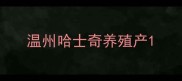 温州哈士奇养殖产