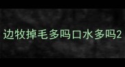 边牧掉毛多吗口水多吗