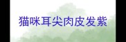 猫咪耳尖肉皮发紫