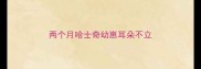 两个月哈士奇幼崽耳朵不立