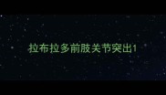 拉布拉多前肢关节突出