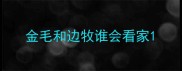 金毛和边牧谁会看家
