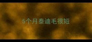 5个月泰迪毛很短